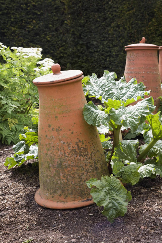 无人,菜园,竖图,室外,白天,美景,植物,蔬菜,叶子,花盆,英国,景观,设备,物品,绿色,自然,景色,摄影,粘土,自然风光,大黄,彩图