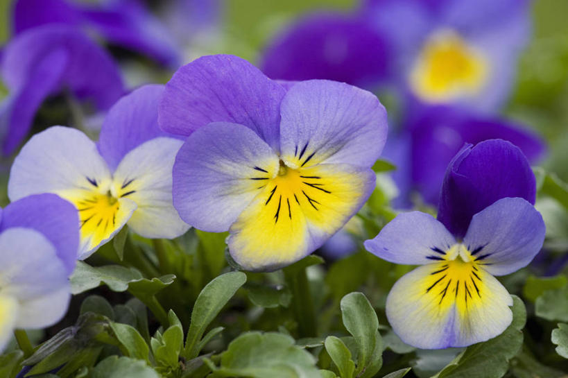 无人,横图,室外,特写,白天,美景,植物,紫罗兰,英国,景观,三色堇,花,花瓣,黄色,紫色,自然,景色,摄影,自然风光,三色紫罗兰,式样,彩图