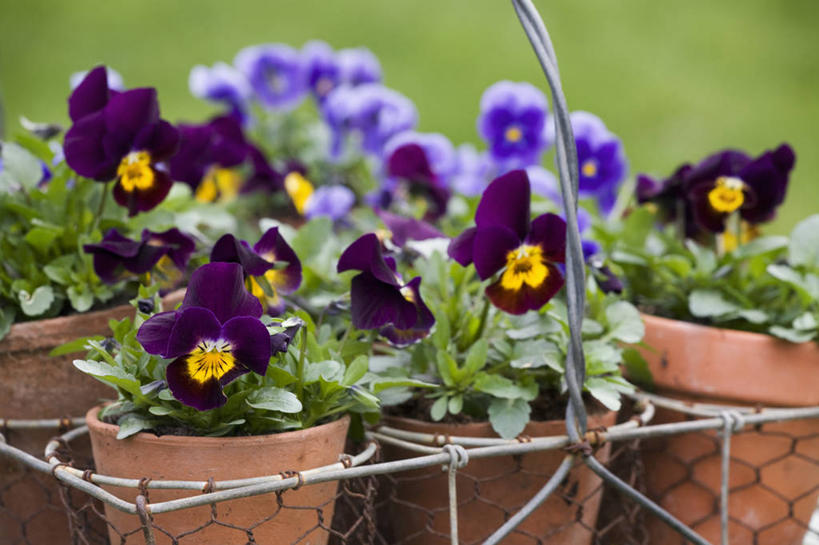 无人,横图,室外,特写,白天,美景,植物,紫罗兰,静物,花盆,英国,篮子,景观,园艺,花,排列,紫色,自然,容器,景色,摄影,金属丝,粘土,自然风光,三色紫罗兰,彩图,对焦