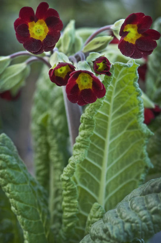 无人,竖图,室外,特写,白天,美景,植物,叶子,英国,景观,花,花瓣,黄色,红色,绿色,自然,春天,景色,摄影,自然风光,式样,黄花九轮草,彩图,多年生植物