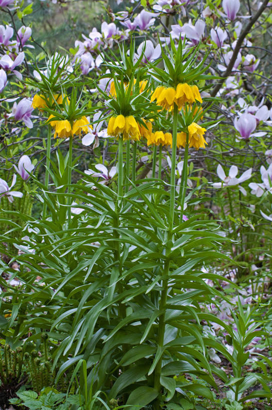 无人,竖图,室外,白天,美景,植物,蔬菜,英国,新鲜,景观,食品,花,花瓣,食物,黄色,自然,春天,景色,摄影,有机食品,绿色食品,自然风光,豹纹蝶,彩图