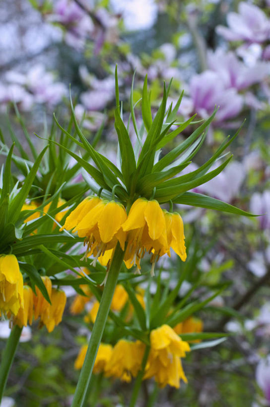 无人,竖图,室外,特写,白天,美景,植物,蔬菜,英国,新鲜,景观,食品,花,花瓣,食物,黄色,自然,春天,景色,摄影,有机食品,绿色食品,自然风光,豹纹蝶,彩图,对焦