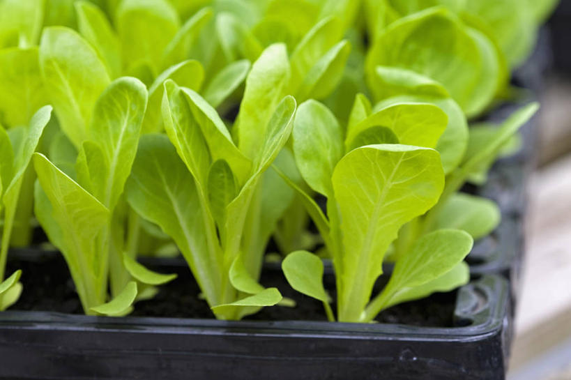 无人,横图,室外,特写,白天,侧面,美景,植物,蔬菜,叶子,英国,新鲜,景观,园艺,生菜,莴苣,沙拉,食品,设备,饮食,物品,食物,绿色,自然,景色,摄影,有机食品,绿色食品,生长,清新,自然风光,健康食物,秧苗,春菜,鹅仔菜,莴仔菜,千金菜,叶用莴苣,彩图,罗马生菜,对焦