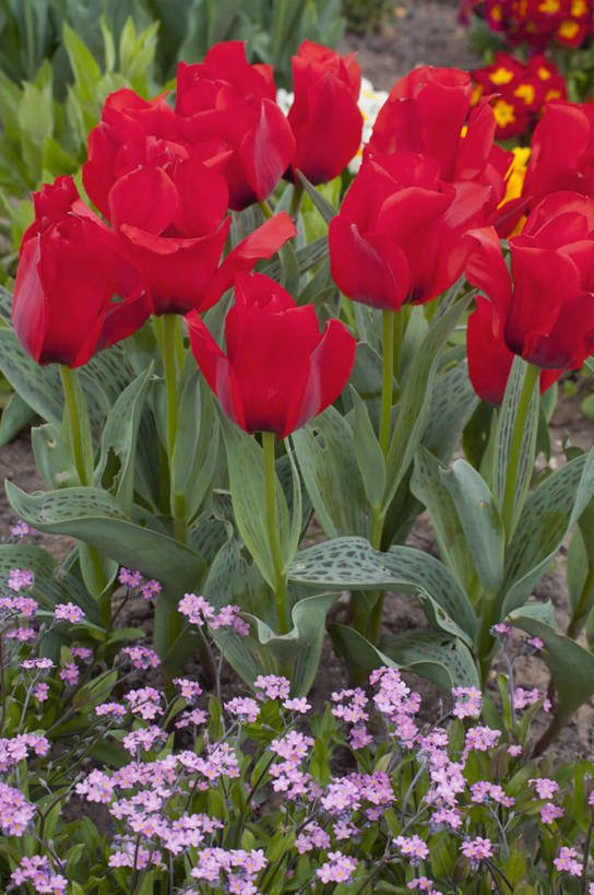 无人,竖图,室外,特写,白天,美景,植物,勿忘我,郁金香,蔬菜,英国,新鲜,景观,食品,花,食物,粉色,红色,自然,春天,景色,摄影,有机食品,绿色食品,多样,自然风光,彩图