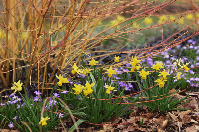 无人,横图,室外,白天,植物,花坛,冬天,图像,花,自然,生物,季节,摄影,灌木,主题,山茱萸,构图,彩图,时空,对焦