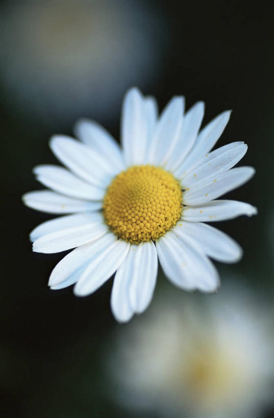 无人,竖图,室外,特写,白天,美景,植物,盛开,景观,图像,花蕾,花,花瓣,花朵,鲜花,一朵,一个,自然,夏天,花苞,花蕊,概念,生物,景色,季节,摄影,单个,脆弱,焦点,草本,自然风光,主题,柔焦,构图,甘菊花,彩图,时空