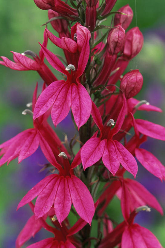 无人,竖图,室外,特写,白天,美景,景观,图像,粉色,自然,夏天,概念,景色,季节,摄影,焦点,自然风光,主题,构图,彩图,时空,半边莲属