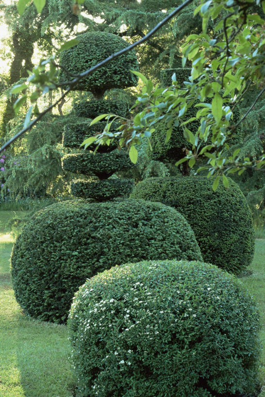 无人,竖图,室外,白天,植物,园艺,图像,树,绿色,自然,夏天,季节,摄影,灌木,主题,曲别针,常绿树,构图,彩图,时空