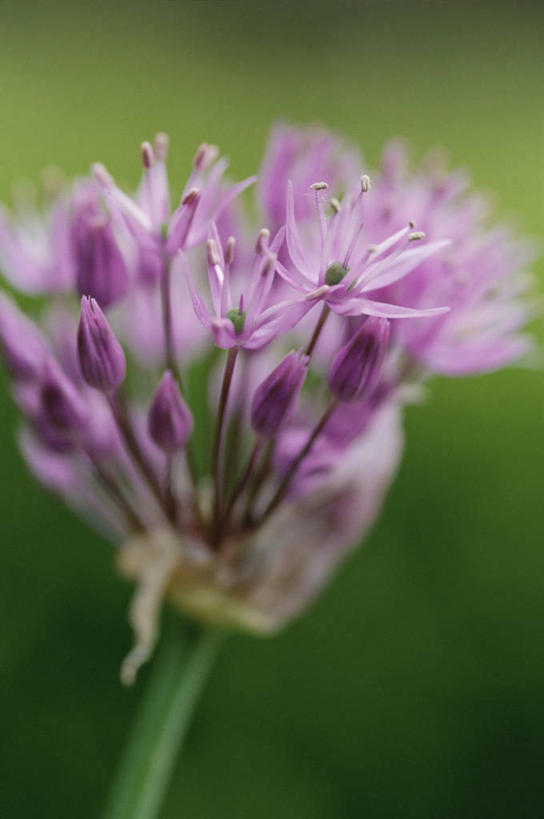 无人,竖图,室外,特写,白天,美景,蔬菜,新鲜,盛开,景观,食品,图像,花蕾,花,花瓣,花朵,鲜花,食物,一朵,一个,粉色,自然,春天,花苞,花蕊,概念,景色,季节,摄影,有机食品,绿色食品,单个,焦点,显现,自然风光,主题,构图,彩图,洋葱花,时空,百合科