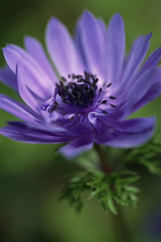 无人,竖图,室外,特写,白天,美景,白头翁,盛开,景观,图像,花蕾,花,花瓣,花朵,鲜花,一朵,一个,紫色,自然,春天,花苞,花蕊,概念,景色,季节,摄影,银莲花,单个,焦点,自然风光,主题,银莲,复活节花,构图,彩图,时空