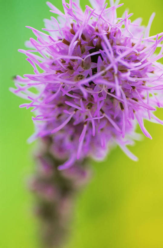 无人,竖图,室内,特写,背景,美景,静物,绿色背景,盛开,景观,图像,花蕾,花,花瓣,花朵,鲜花,一朵,一个,绿色,紫色,自然,花苞,花蕊,概念,景色,摄影,单个,自然风光,主题,构图,彩图,影棚拍摄,鹿舌草