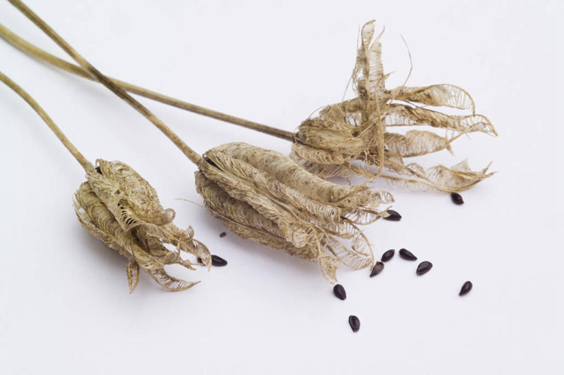 无人,横图,室内,特写,白色背景,种子,图像,三个,白色,自然,季节,摄影,主题,耧斗菜,构图,秋天,彩图,影棚拍摄