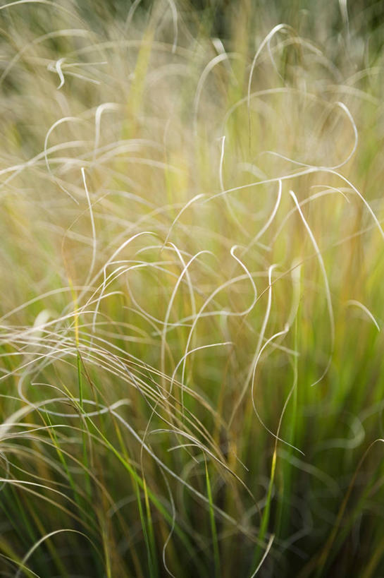 无人,竖图,室外,特写,白天,美景,植物,叶子,许多,景观,稻草,很多,图像,自然,概念,金色,景色,摄影,生长,成长,焦点,自然风光,主题,肌理,观赏草,变性植物,构图,天南星,彩图,时空,喷泉椒草