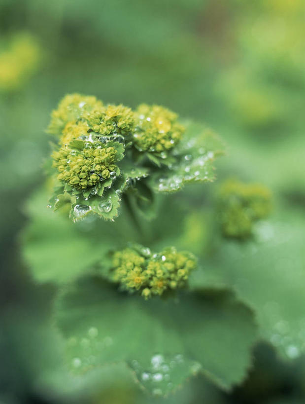 无人,竖图,室外,特写,白天,美景,景观,图像,黄色,自然,概念,景色,摄影,焦点,清新,自然风光,主题,构图,彩图,斗蓬草,时空