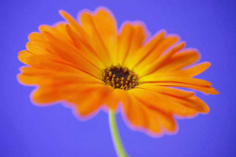 无人,横图,室内,特写,美景,紫色背景,盛开,景观,万寿菊,图像,花蕾,花,花瓣,花朵,鲜花,一朵,一个,自然,花苞,花蕊,概念,橙色,景色,摄影,单个,焦点,清新,自然风光,主题,构图,金盏花,彩图,影棚拍摄