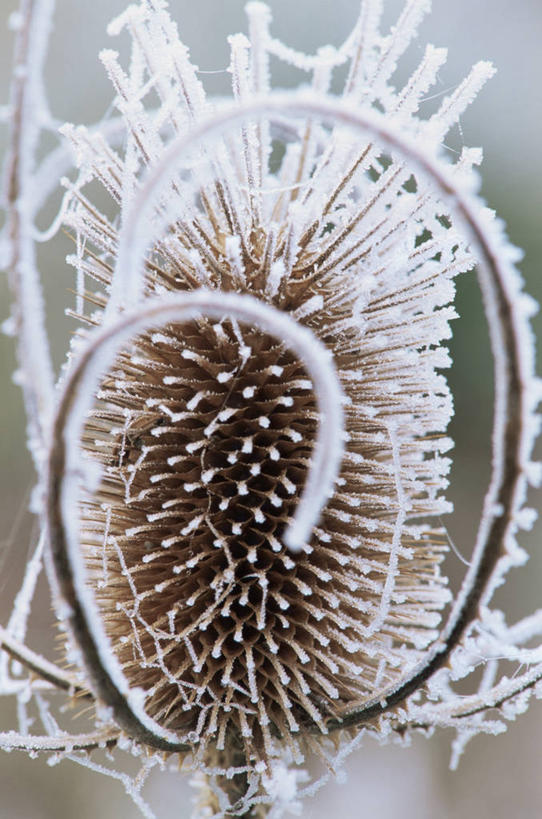 无人,竖图,室外,特写,白天,美景,景观,冬天,褐色,种子,图像,霜,自然,概念,景色,寒冷,季节,冷,摄影,焦点,草本,自然风光,主题,起绒草,漩涡形,肌理,螺线,构图,彩图,时空