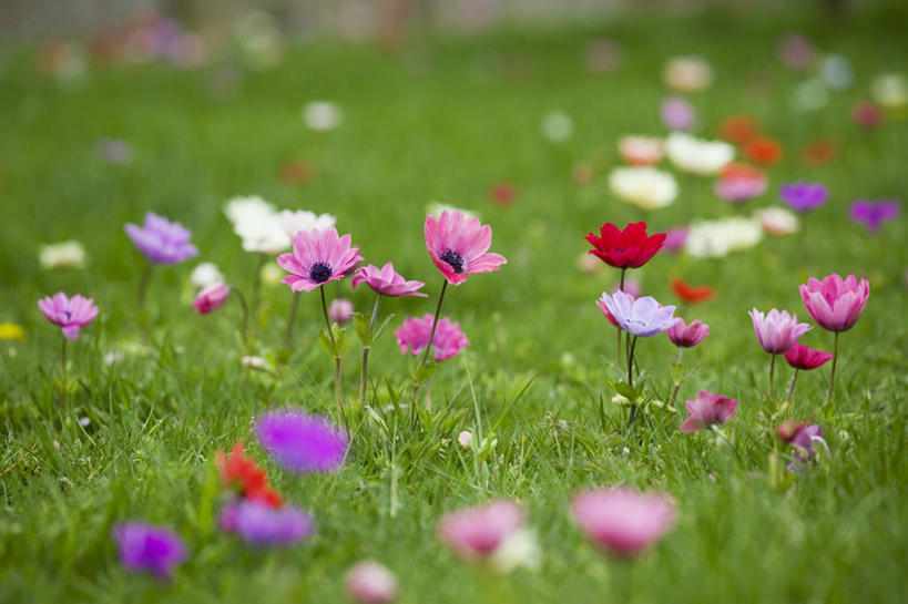 无人,横图,室外,特写,白天,美景,植物,许多,景观,田地,很多,花,粉色,自然,景色,摄影,银莲花,自然风光,彩图