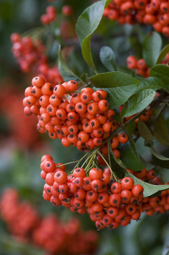 无人,竖图,室外,特写,白天,美景,植物,浆果,水果,许多,景观,很多,饮食,红色,自然,橙色,景色,摄影,自然风光,火棘,彩图