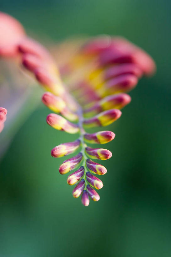 无人,竖图,室外,特写,白天,美景,植物,盛开,景观,花蕾,花,花瓣,花朵,鲜花,一朵,一个,红色,自然,花苞,花蕊,景色,摄影,单个,自然风光,彩图