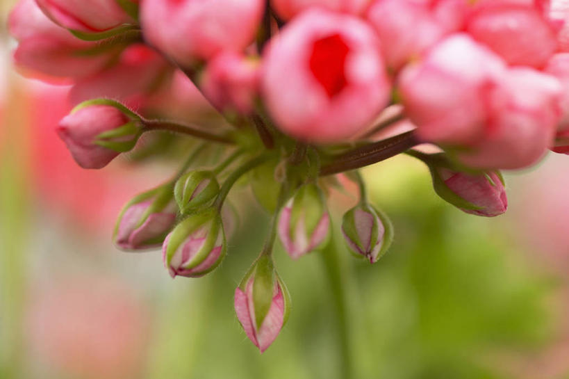 无人,横图,室外,特写,白天,美景,植物,景观,花蕾,粉色,自然,景色,摄影,天竺葵,自然风光,彩图