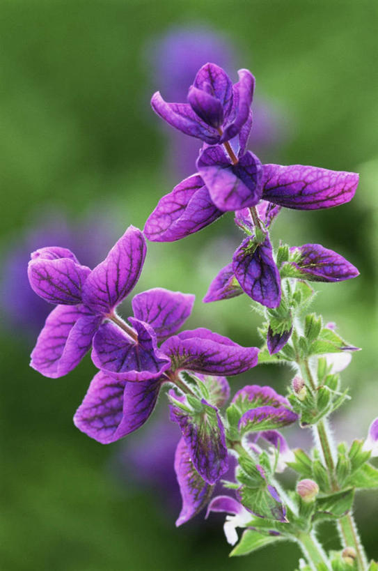 无人,竖图,室外,特写,白天,美景,植物,景观,花瓣,紫色,自然,景色,摄影,鼠尾草,自然风光,彩图