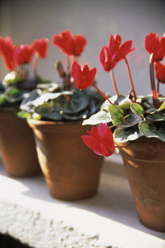 无人,竖图,室外,特写,白天,美景,植物,花盆,盆栽,景观,花,红色,自然,景色,摄影,自然风光,彩图