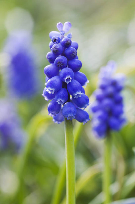 无人,竖图,室外,特写,白天,美景,植物,盛开,景观,花蕾,花,花瓣,花朵,鲜花,一朵,一个,蓝色,自然,花苞,花蕊,景色,摄影,单个,自然风光,葡萄风信子,彩图