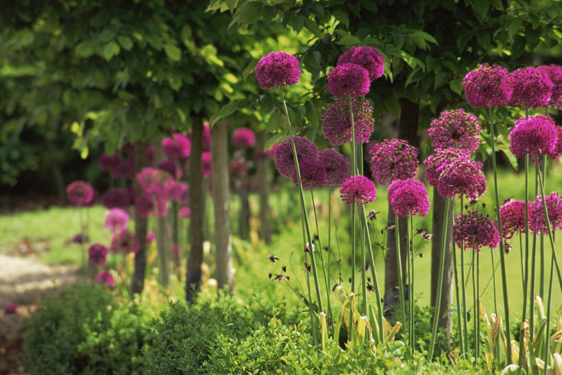 无人,横图,室外,白天,美景,花坛,景观,花,粉色,紫色,自然,球体,景色,摄影,自然风光,彩图,洋葱花