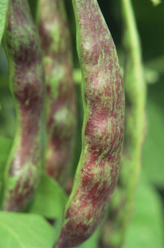 无人,竖图,室外,特写,白天,美景,植物,豆,蔬菜,景观,豆荚,饮食,自然,景色,摄影,生长,清新,自然风光