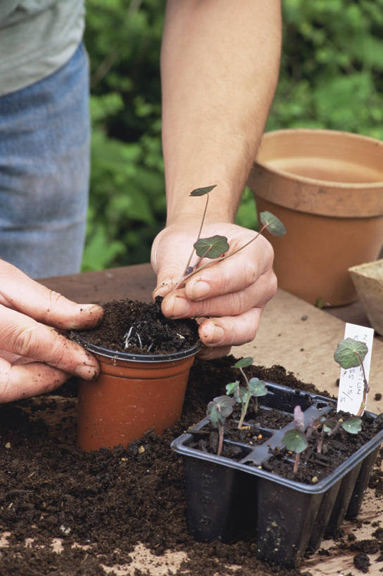 成年人,中年人,手,一个人,竖图,室外,特写,白天,侧面,美景,植物,仅一个男性,仅一个人,仅一个中年男性,景观,园艺,饮食,自然,景色,人体,摄影,生长,部分,清新,自然风光,秧苗,旱金莲花,开端,男人,男性,中年男性