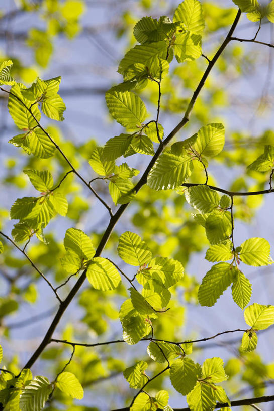 无人,竖图,室外,特写,白天,背景,美景,植物,叶子,景观,蓝色,绿色,天空,自然,春天,景色,摄影,生长,清新,自然风光,开端,角树