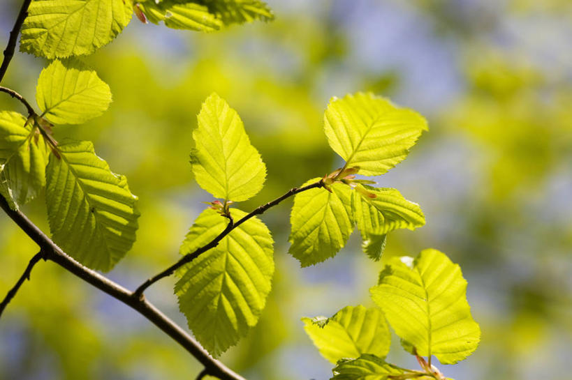 无人,横图,室外,特写,白天,背景,美景,植物,叶子,景观,蓝色,绿色,天空,自然,春天,景色,摄影,生长,清新,自然风光,开端,角树