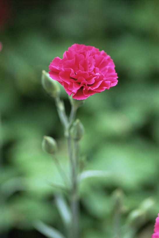 无人,竖图,室外,特写,白天,美景,植物,盛开,景观,美丽,花蕾,花,花瓣,花朵,鲜花,一朵,粉色,自然,夏天,花苞,花蕊,景色,摄影,自然风光,荷兰石竹,大胆,热心,洛阳花,石竹,石菊,石竹子花,绣竹,中国石竹,中国沼竹