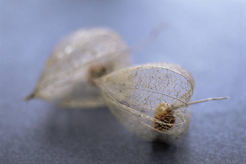 无人,横图,室外,特写,白天,美景,植物,百合花,浆果,静物,照明,透明,灯笼,纸灯笼,景观,豆荚,饮食,两个,自然,灯具,景色,摄影,照亮,脆弱,照明设备,自然风光,冬樱花,强瞿,宫灯百合,百合蒜,倒仙,番韭,山丹,灯笼百合,宫灯花,圣诞百合