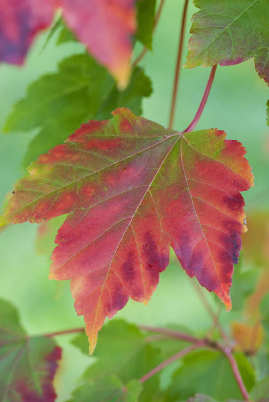 无人,竖图,彩色,室外,特写,白天,美景,植物,枫树,叶子,景观,树,一个,红色,绿色,自然,景色,季节,转,摄影,单个,五颜六色,环境,色彩斑斓,自然风光,柔焦,改变,五彩缤纷,落叶树,五彩斑斓,五光十色,红花槭,设计,叶脉,秋天,彩图,全画面,全框架,全帧,全画幅