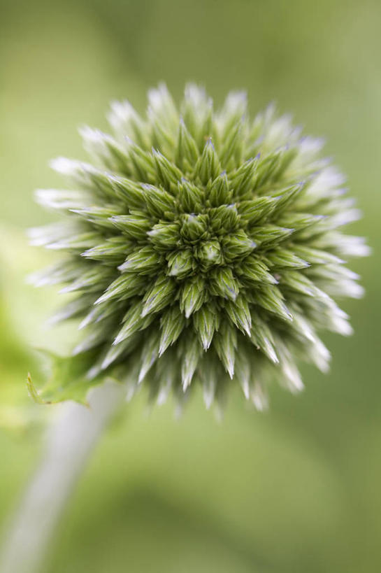 无人,竖图,室外,特写,白天,留白,美景,植物,景观,花,一个,绿色,自然,夏天,球体,蓟,景色,摄影,生长,单个,环境,锋利,尖锐,清新,自然风光,柔焦,三维图形,蓝刺头,开端,彩图