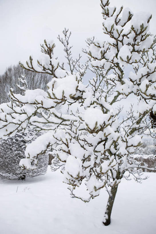 无人,竖图,室外,白天,美景,雪,植物,玉兰花,景观,冬天,枝,天气,花蕾,树,白色,自然,景色,寒冷,季节,摄影,灌木,环境,自然风光,辛夷,落叶树,木兰花,玉兰,应春花,木兰,白玉兰,玉树,彩图,全画面,全框架,全帧,望春,全画幅,玉堂春