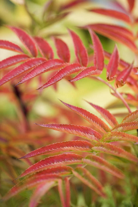 无人,竖图,彩色,室外,特写,白天,留白,美景,植物,叶子,景观,树,红色,自然,景色,转,忧伤,摄影,五颜六色,环境,色彩斑斓,灰,美好,自然风光,善良,痛苦,柔焦,改变,五彩缤纷,忠诚,落叶树,五彩斑斓,花楸,红果臭山槐,五光十色,百华花楸,马加木,秋天,彩图,全画面,全框架,全帧,哭泣,欧洲花楸,全画幅