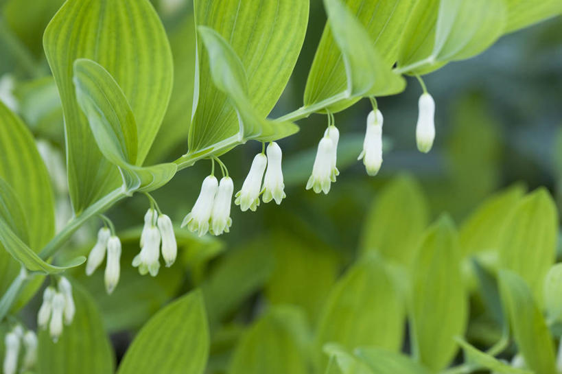 无人,横图,室外,特写,白天,留白,美景,植物,叶子,景观,花,花瓣,白色,自然,春天,景色,摄影,生长,环境,脆弱,清新,自然风光,圆柱体,柔焦,苍白,三维图形,彩图