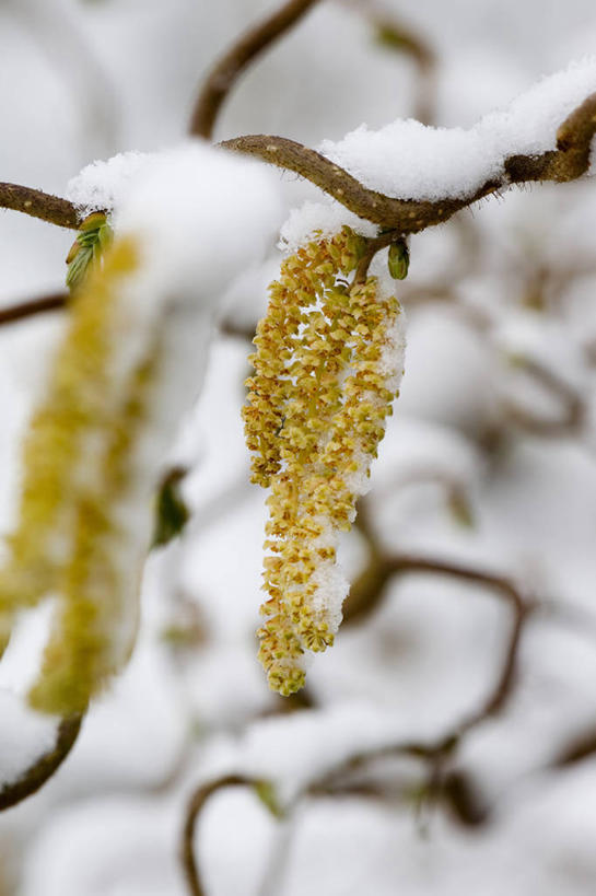 无人,竖图,室外,特写,白天,留白,美景,雪,植物,柳树,松树,环绕,缠绕,景观,冬天,坚果,果实,果树,枝,天气,花,花瓣,树,树木,黄色,绿色,自然,干果,春天,景色,寒冷,摄影,生长,成长,灌木,环境,脆弱,清新,自然风光,柔焦,纠缠,榛子,落叶树,山板栗,发型,卷发,彩图,黑松,褪色柳,卷须