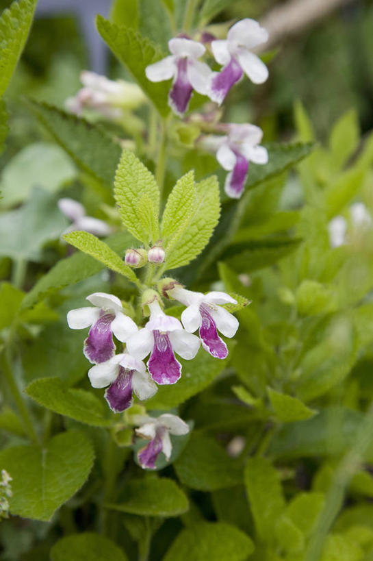 无人,竖图,室外,特写,白天,美景,植物,叶子,景观,花,花瓣,粉色,自然,夏天,景色,摄影,环境,草本,自然风光,蜜蜂花,彩图,全画面,全框架,全帧,全画幅