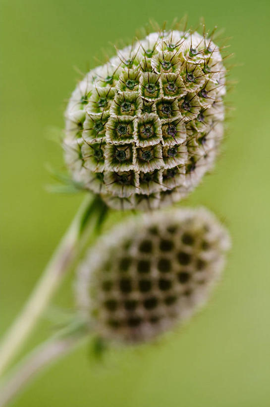 无人,竖图,室外,特写,白天,留白,美景,植物,景观,褐色,种子,两个,自然,夏天,干花,景色,摄影,生长,环境,自然风光,柔焦,轮峰菊,烘干,秋天,彩图