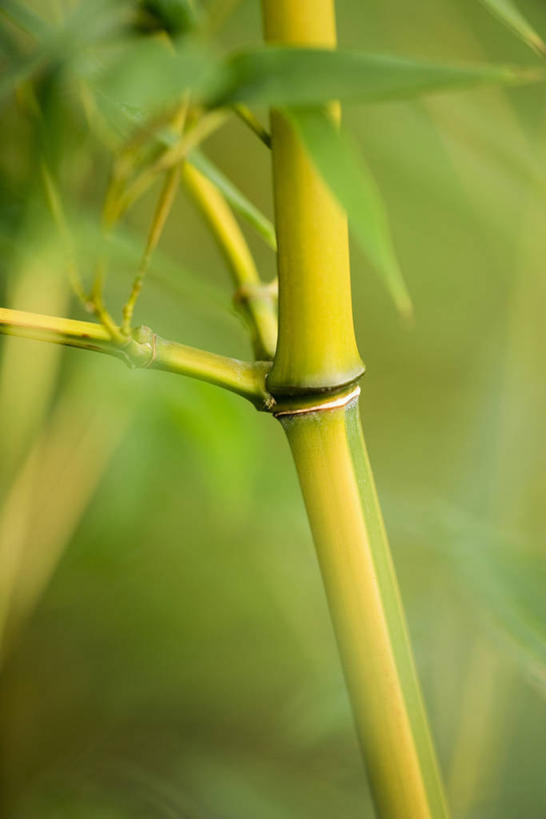 无人,竖图,室外,特写,白天,留白,美景,植物,竹子,叶子,景观,茎,九重葛,三角梅,黄色,自然,景色,力量,摄影,生长,光滑,环境,清新,自然风光,柔焦,肌理,常绿树,三叶梅,毛宝巾,簕杜鹃,叶子花,叶子梅,南美紫茉莉,细腻,平滑,三角花,竹,彩图,全画面,全框架,全帧,全画幅