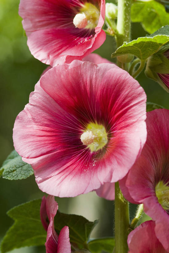 无人,竖图,室外,特写,白天,美景,植物,庭院,景观,古典,浪漫,花,花瓣,粉色,自然,夏天,景色,摄影,脆弱,雄蕊,自然风光,花粉,蜀葵,彩图,对焦