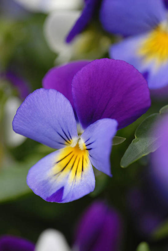 无人,竖图,室外,特写,白天,美景,植物,紫罗兰,景观,三色堇,标记,花,花瓣,紫色,自然,景色,摄影,自然风光,三色紫罗兰,式样,彩图,对焦