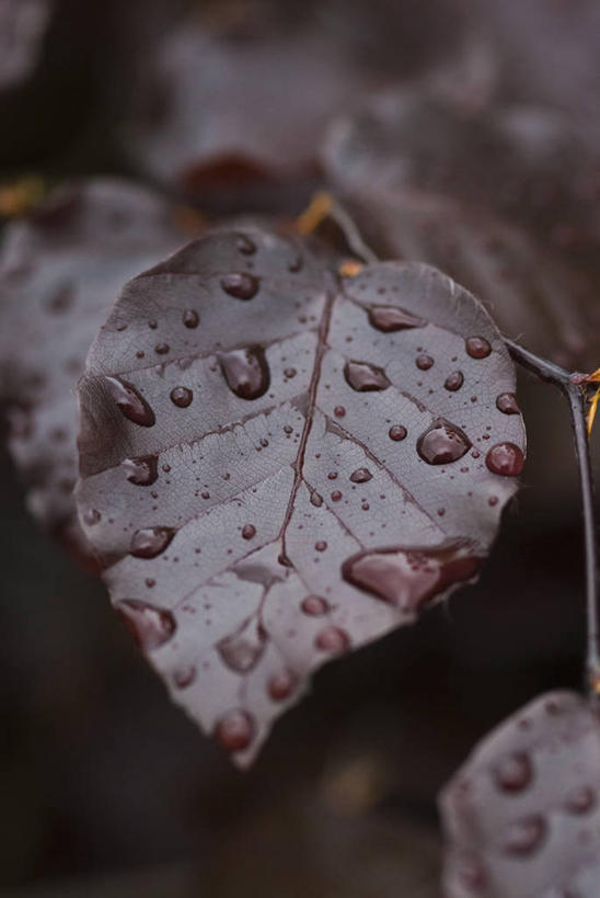 血管,无人,竖图,室外,特写,白天,留白,美景,水,雨,植物,叶子,湿,景观,水滴,褐色,树,一个,红色,自然,夏天,景色,摄影,生长,单个,铜,脆弱,清新,自然风光,柔焦,落叶树,山毛榉树,叶脉,彩图,对焦