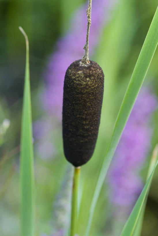 无人,竖图,室外,特写,白天,留白,美景,植物,盛开,景观,褐色,花蕾,花,花瓣,花朵,鲜花,一朵,自然,夏天,花苞,花蕊,景色,摄影,生长,锋利,尖锐,自然风光,柔焦,香蒲,彩图,对焦