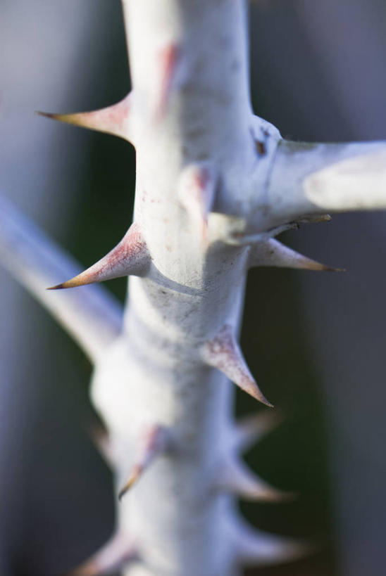 无人,攀登,竖图,室外,特写,白天,留白,美景,植物,锐利,景观,冬天,茎,枝,粉色,灰色,自然,景色,摄影,生长,灌木,锋利,尖锐,荆棘,自然风光,柔焦,落叶树,肌理,黑刺莓,彩图,对焦