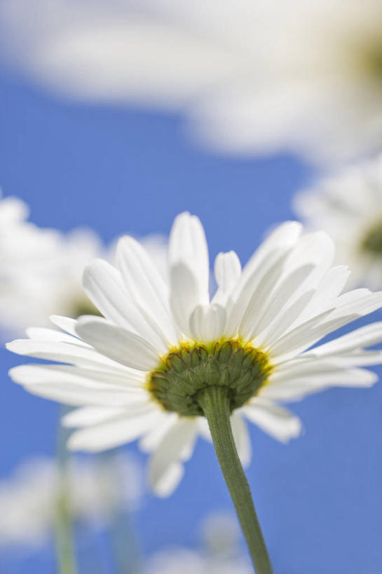 无人,竖图,室外,特写,白天,留白,仰视,美景,太阳,植物,日光,景观,雏菊,花,花瓣,蓝色,白色,天空,自然,夏天,景色,摄影,生长,清新,自然风光,柔焦,大滨菊,设计,彩图,低角度拍摄,对焦