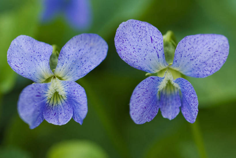 无人,横图,室外,特写,白天,留白,美景,植物,紫罗兰,斑点,景观,标记,花,花瓣,两个,蓝色,自然,春天,景色,摄影,明亮,雀斑,清新,自然风光,三色紫罗兰,式样,彩图,对焦,多年生植物